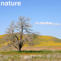 Gallery of nature photographs