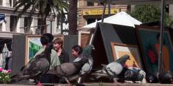 Even the pigeons were transfixed with the street life