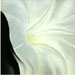 Morning Glory with Black, Georgia O'Keefe, 1926