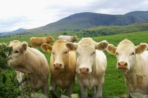 Mind, there were some cows to keep me company too.