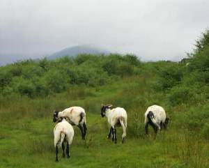 The mountain goats