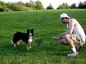 Evening walk with the dog