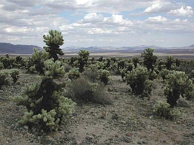 Chulla Cactuses in front of another eternal plain